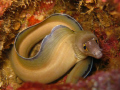   Looking Shy... Eel moray Shy  
